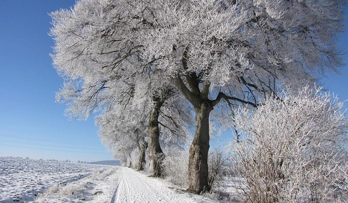 зимние деревья