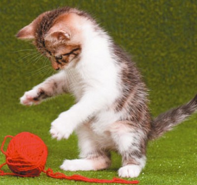 кошка играет с клубком