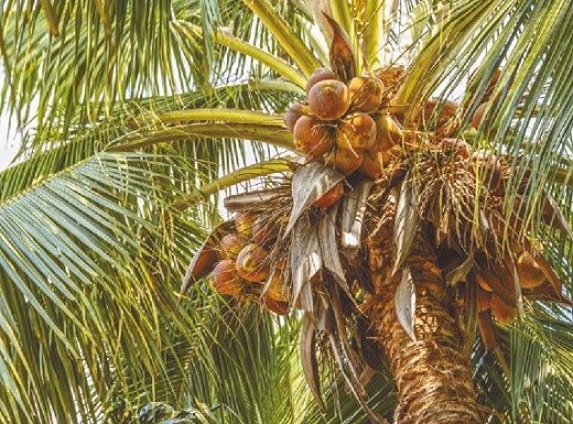 кокосовые орехи