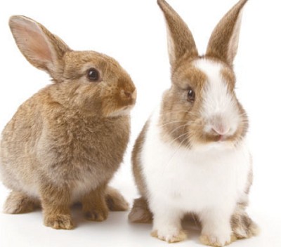 заяц и кролик