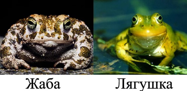 лягушка и жаба