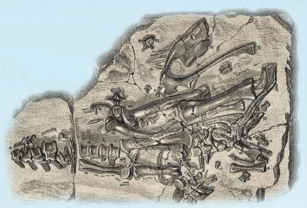 Одна из первых научно описанных окаменелостей — найденный в 1834 г. скелет игуанодона