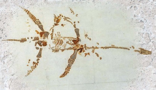 Схема скелета плезиозавра, обнаруженного Мэри Эннинг