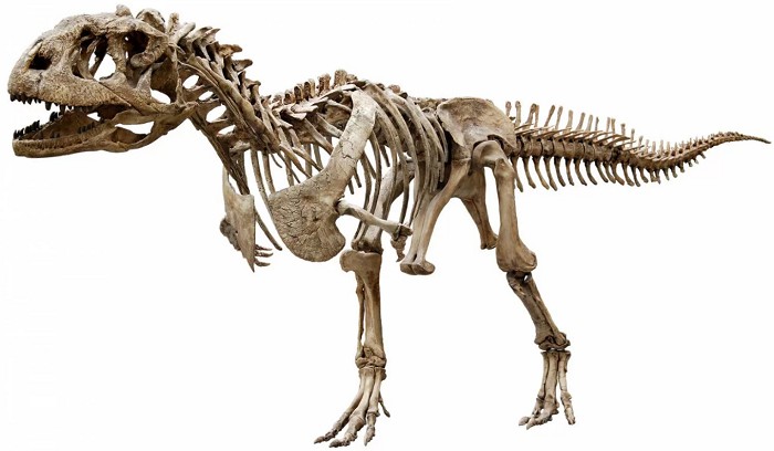 Скелет динозавров