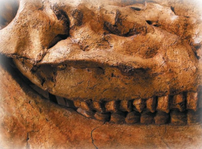 Зубы динозавра
