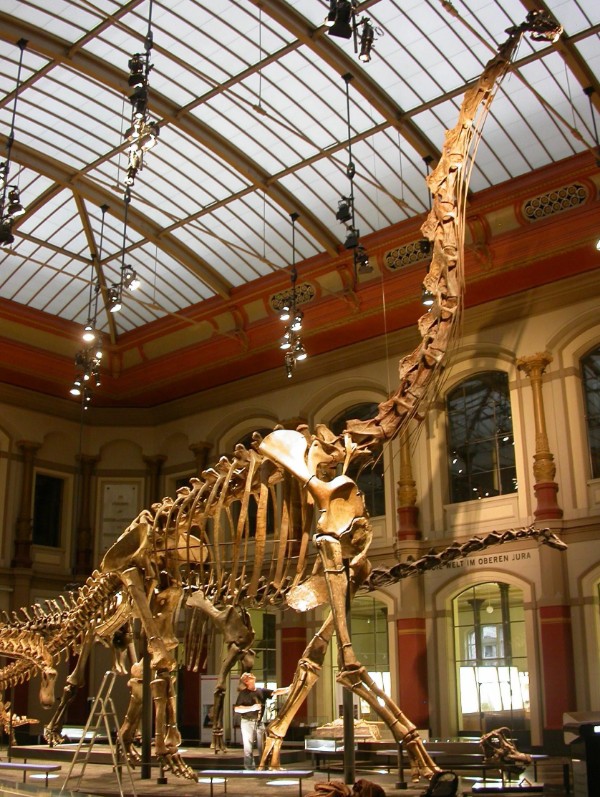 Скелет брахиозавра. Берлинский музей естествознания