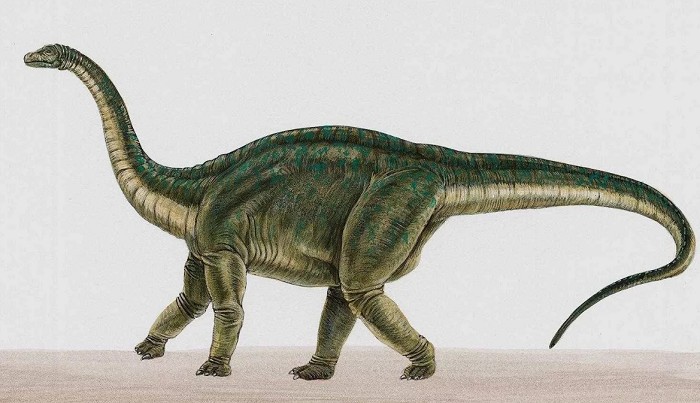 Апатозавр и бронтозавр — синонимы