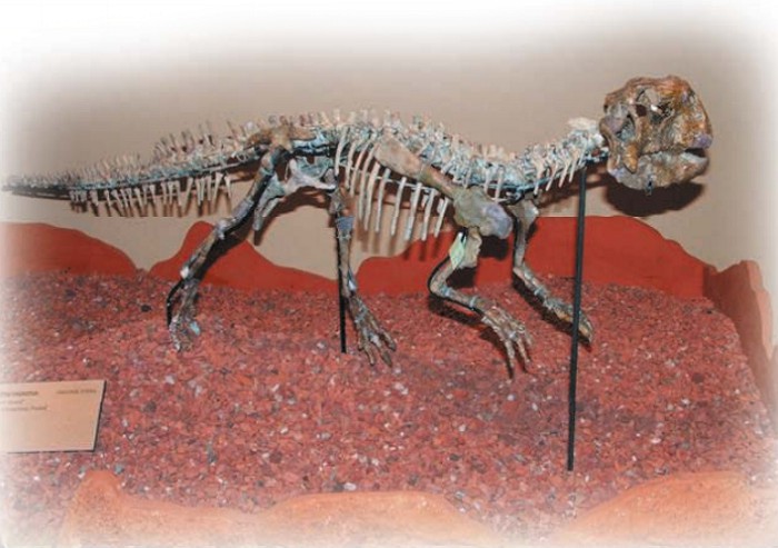 Окаменелости пситтакозавра. Тихоокеанский научный центр, Сиэтл, США