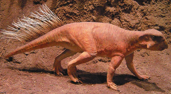 Пситтакозавр. Музей Карнеги, Питтсбург, США