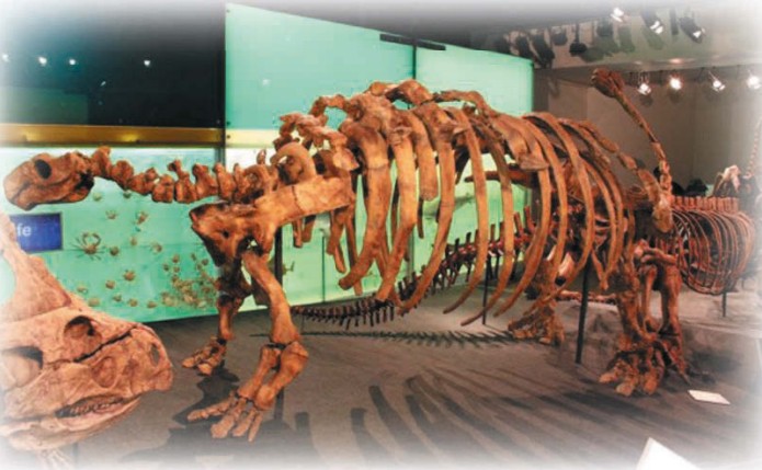 Скелет таларуруса. Мельбурнский музей, Австралия
