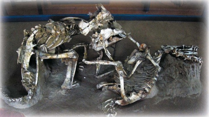 Окаменелости протоцератопса и велоцираптора. Национальный исторический музей, Улан-Батор, Монголия