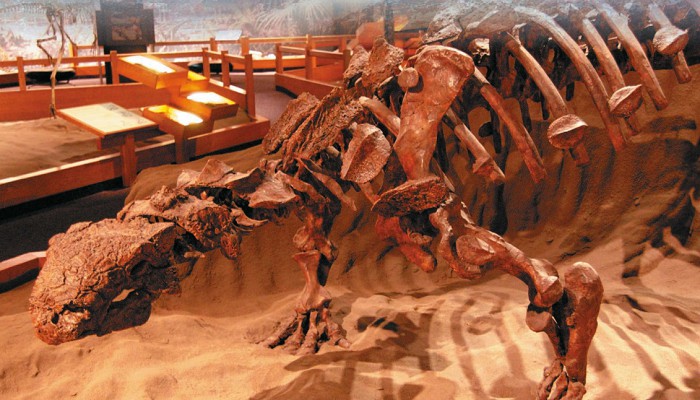 Сколозавр. Королевский Тиррелловский палеонтологический музей, Драмхеллер, Канада