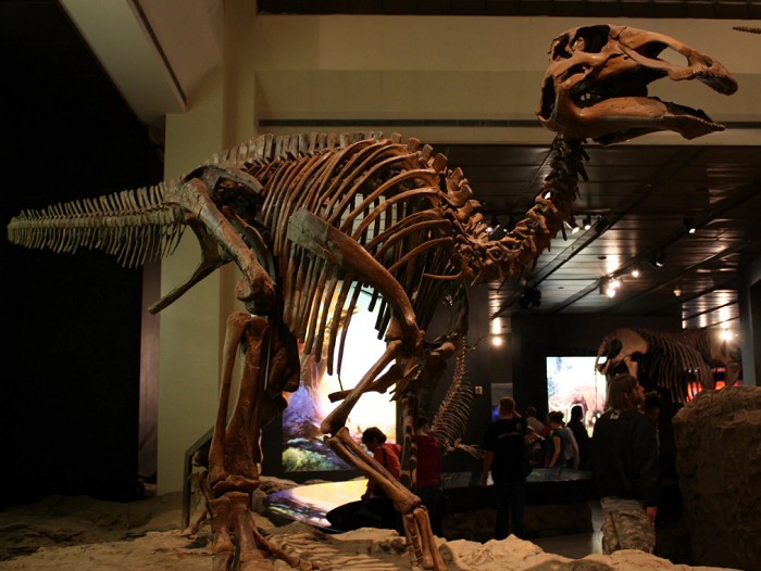 Скелет эдмонтозавра. Музей Оксфордского университета