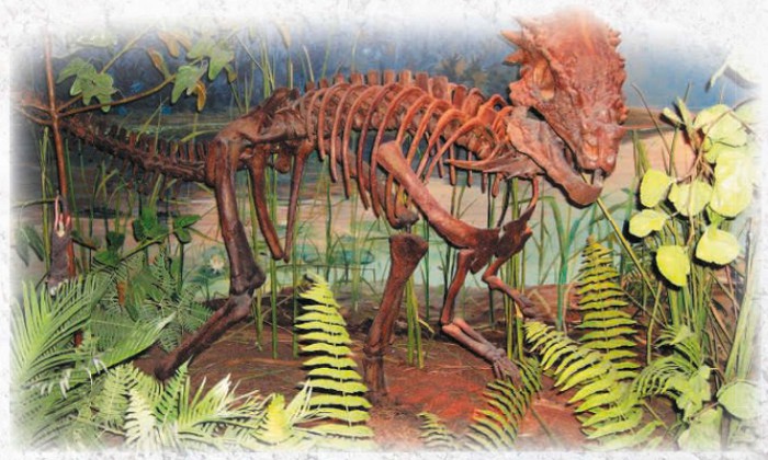Скелет пахицефалозавра. Музей естествознания, Роли, Северная Каролина, США