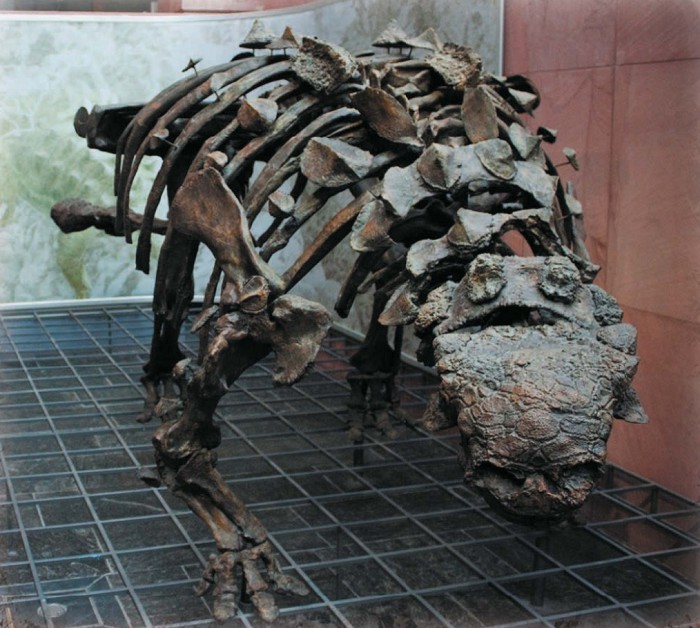 Скелет анкилозавра. Музей естествознания Зенкенберга, Франкфурт-на-Майне, Германия