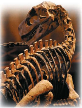 Останки герреразавра. Музей динозавров, Кеноша, США