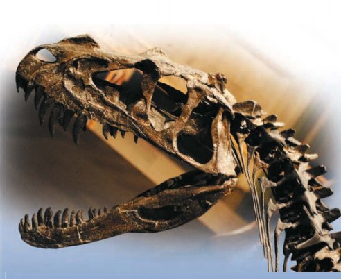 Череп цератозавра. Музей динозавров, Кеноша, США