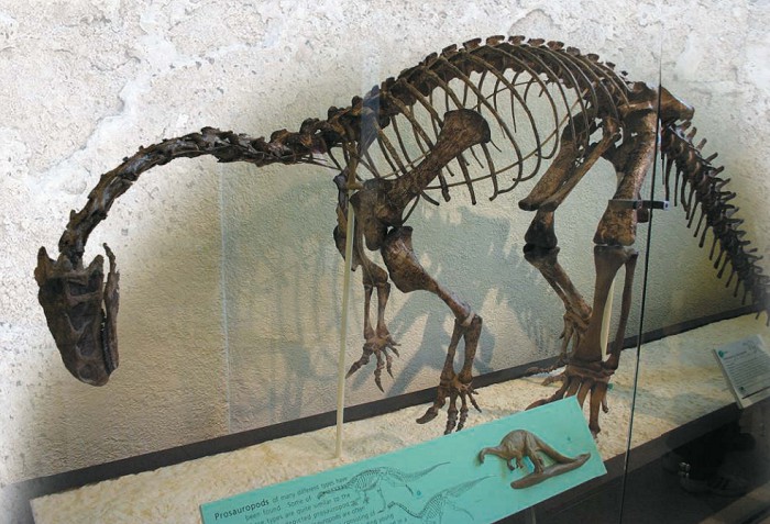 Скелет платеозавра.Американский музей естественной истории, Нью-Йорк, США