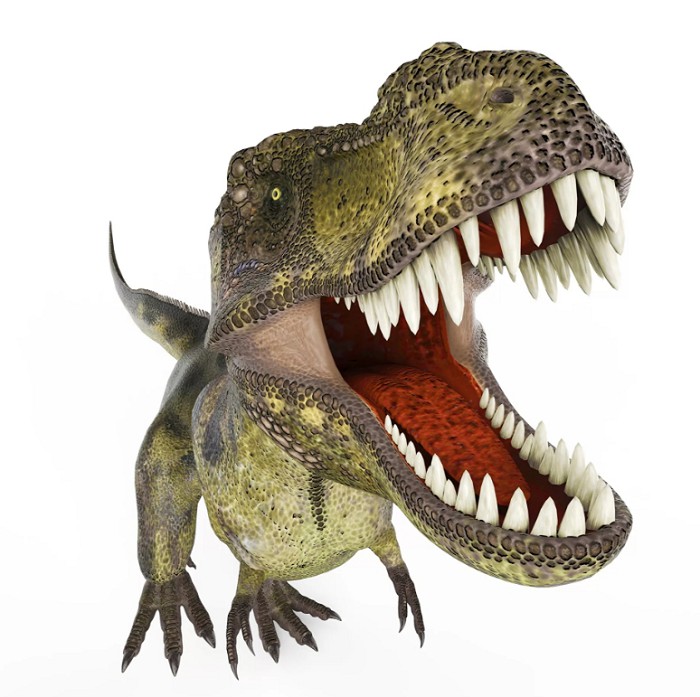 Зубы тираннозавра