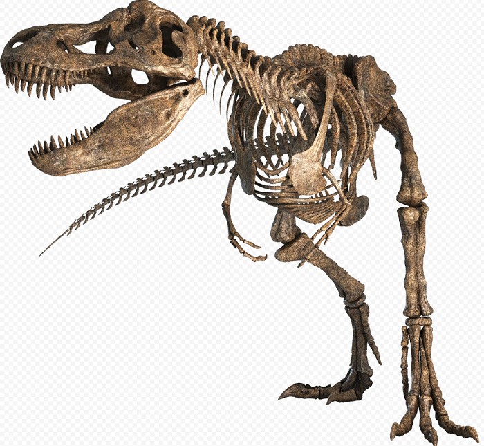 Скелеты динозавров