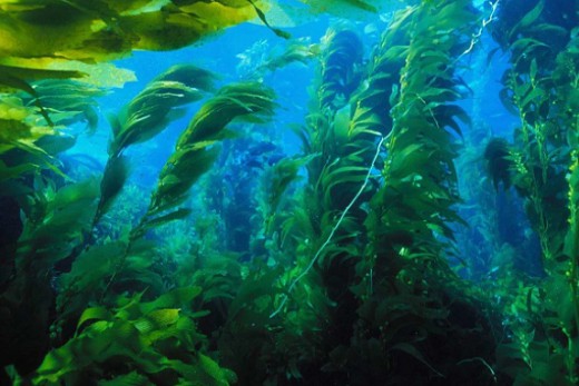 Ламинарии — морские водоросли
