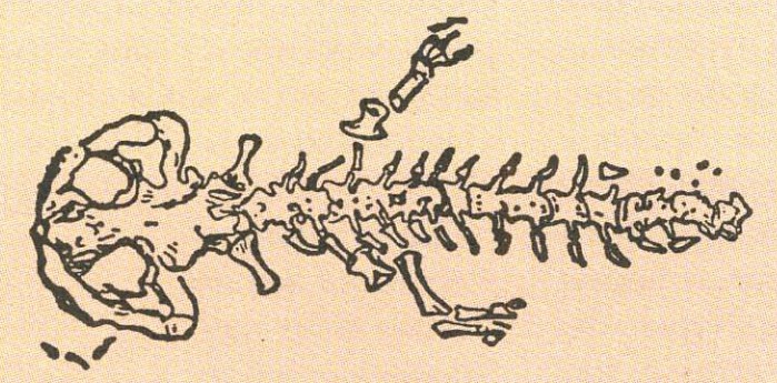 Иллюстрация К. Чапека к роману «Война с саламандрами»