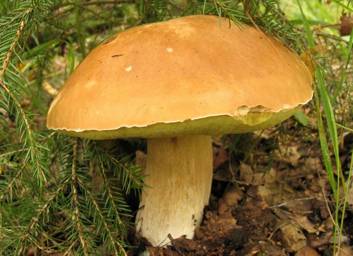 Белый гриб, форма еловая, в июльском лесу