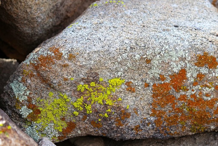 бактерии на камнях