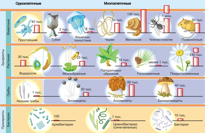 Известное количество видов для эукариот и прокариот