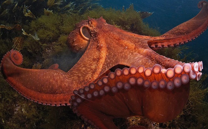 гигантские осьминоги
