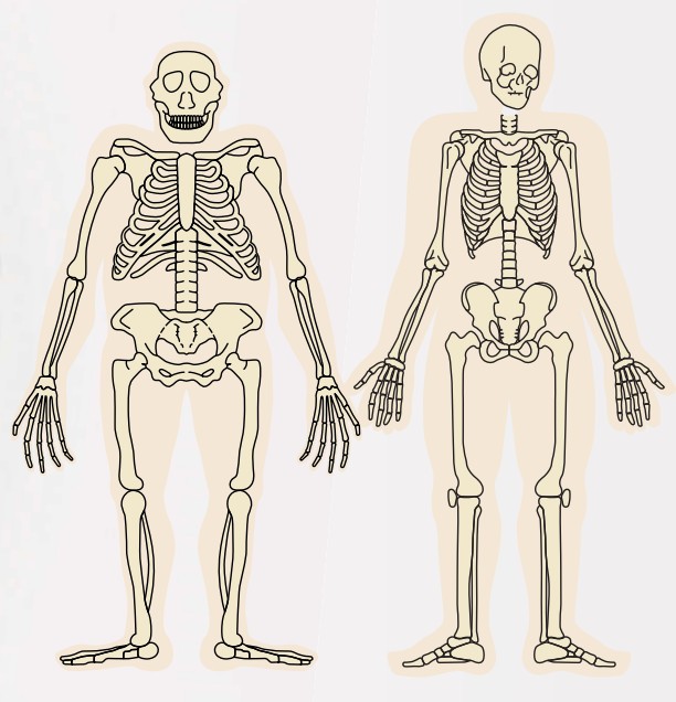 Скелеты австралопитека (слева) и современного человека (справа)