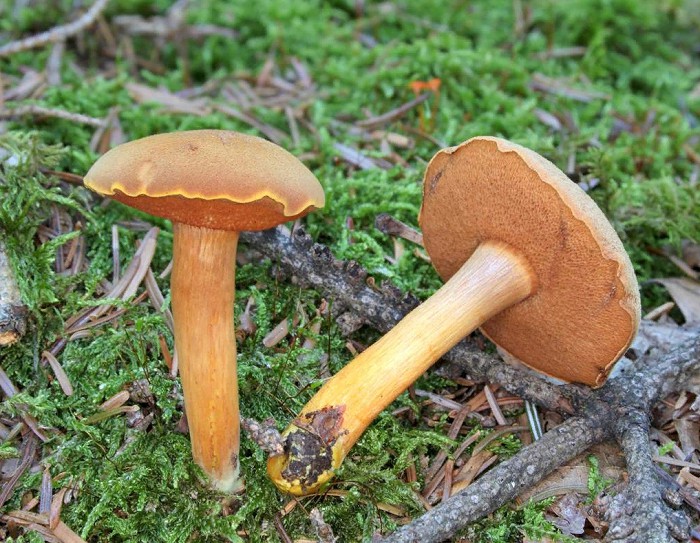 Перечный гриб фото съедобный и ядовитый