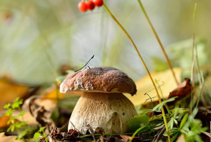 Сентябрьские грибы