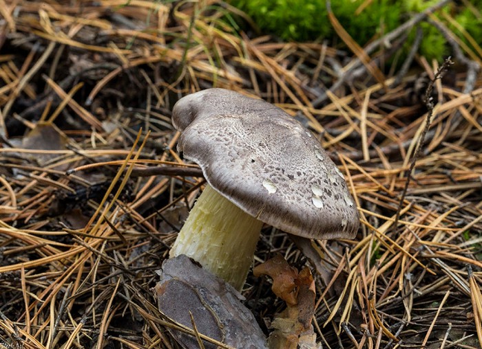 Рядовка коричневая гриб фото и описание