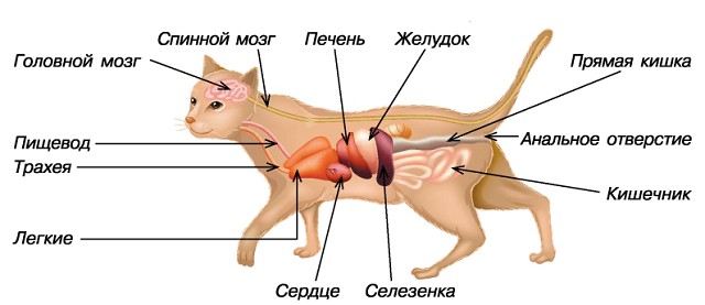 Анатомия млекопитающих