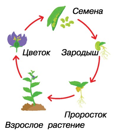 Жизненный цикл растений
