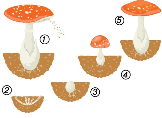 Жизненный цикл гриба