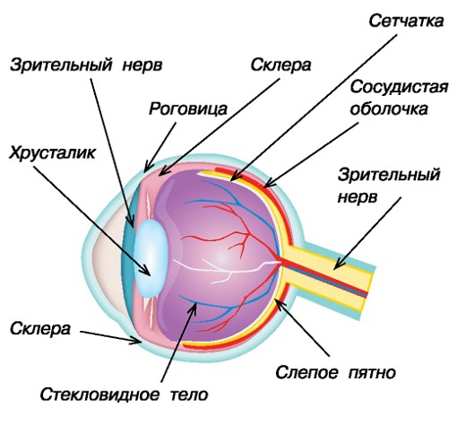 Зрительные нервы глазного яблока. Зрительный нерв глаза анатомия. Строение глазного яблока слепое пятно. Строение глаза человека слепое пятно. Строение зрительного нерва глаза.