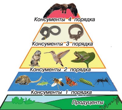 Пример экологической пирамиды