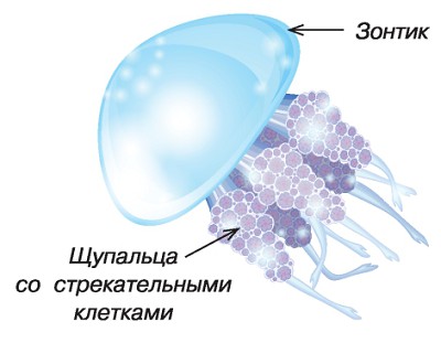 Медуза в движении