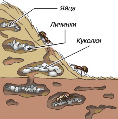 Устройство муравейника