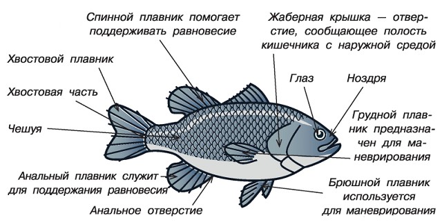 строение рыб