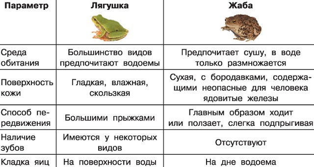 отличие лягушки от жабы