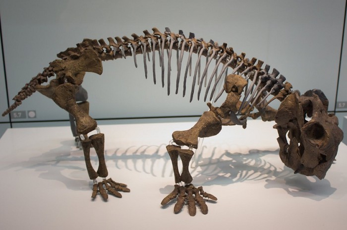 Скелет листрозавра
