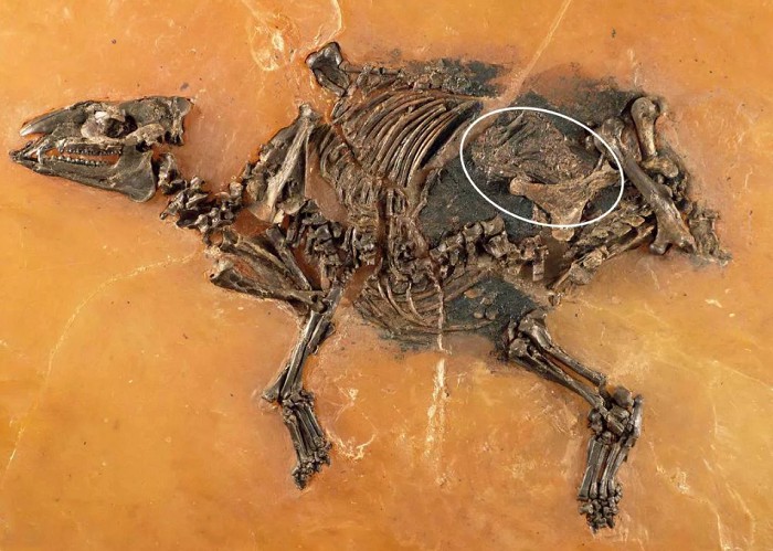 Скелет беременной самки еврогиппуса