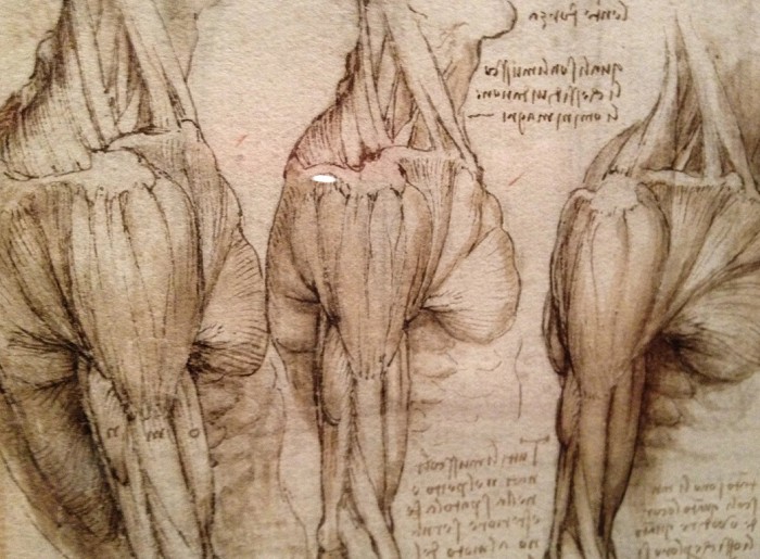 Леонардо да Винчи. Анатомические штудии рук и плеча. Штудии сердца, легких, печени и т.д. 1508 г.