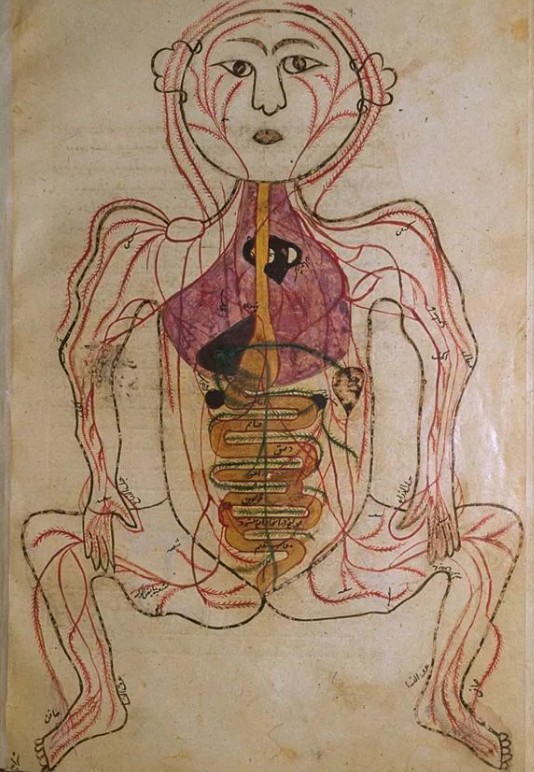 Мансур ибн Мухаммад ибн Юсуф Лиас. Анатомия тела человека. Система кровообращения. Ок. 1390 г.