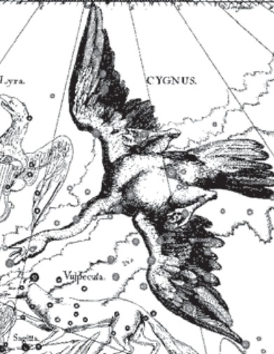 Созвездие Лебедя. Иллюстрация из астрономического атласа «Уранография» Я. Гевелия