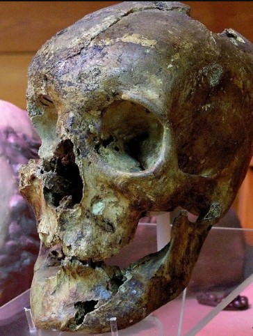 Череп Мидаса из открытой археологами гробницы царя в Гордионе, столице Фригии