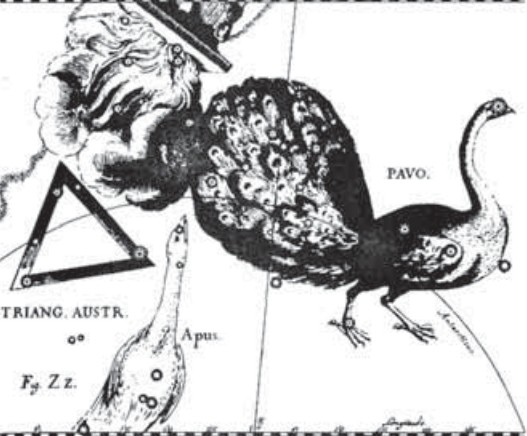 Созвездие Павлина. Иллюстрация из астрономического Дж. Амигони. Юнона получает голову Аргоса. атласа «Уранография» Я. Гевелия